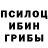 Галлюциногенные грибы Psilocybe Alikberov Djabrail